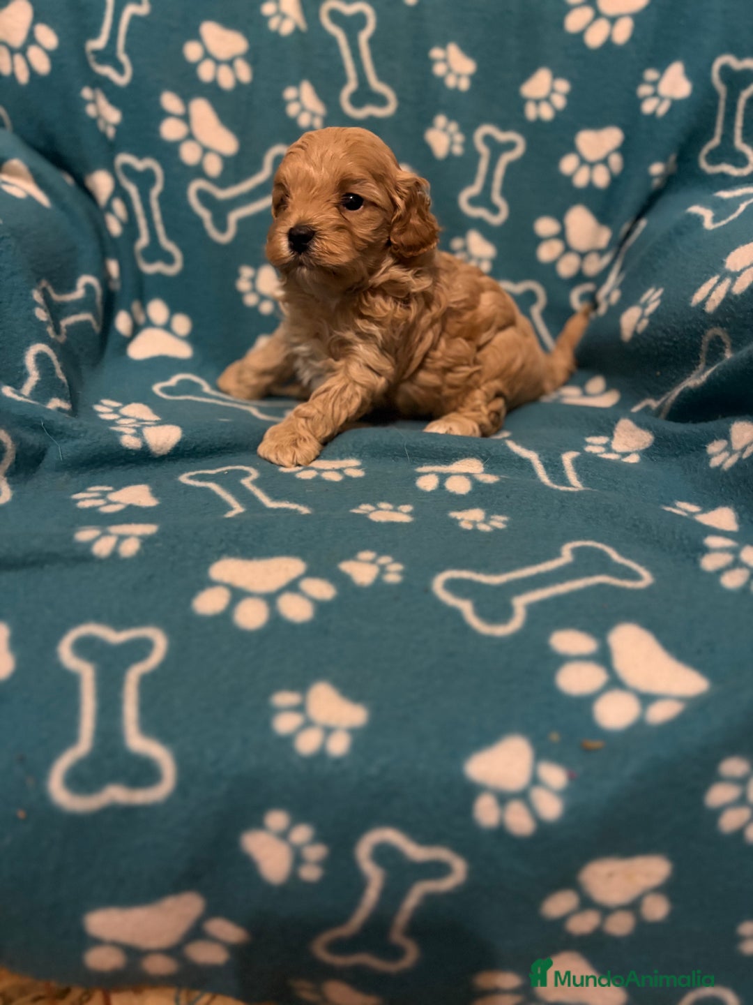 Maltipoo perros en venta: Maltipoo  - Anuncio 4