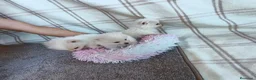 Pomerania perros en venta: POMERANIAS HEMBRITAS TOY - Anuncio 5
