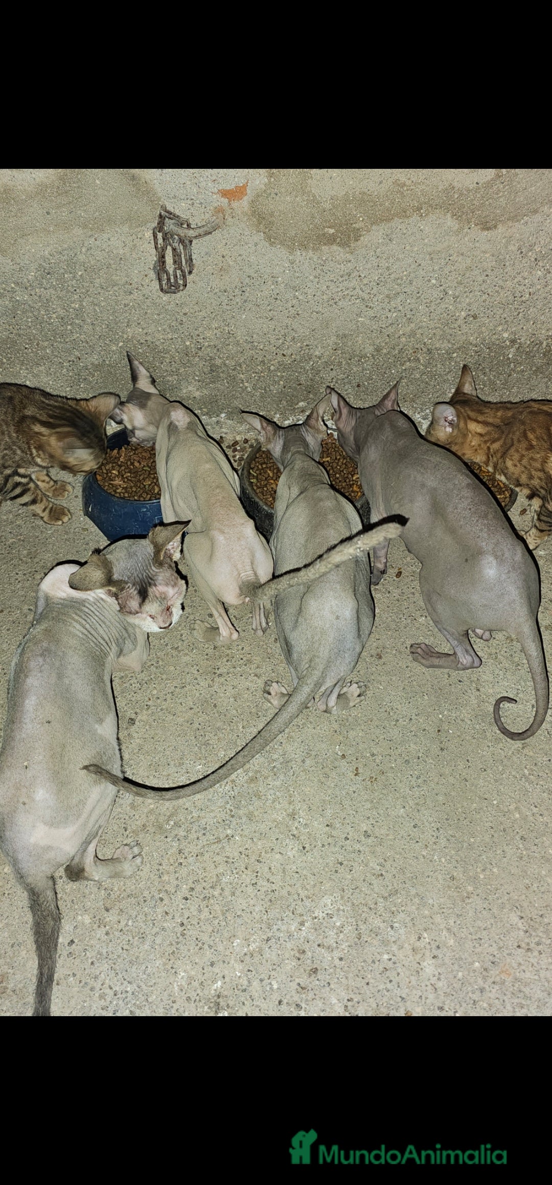 Sphynx gatos en venta: Gatas Sphynx en Cáceres - Imagen 3