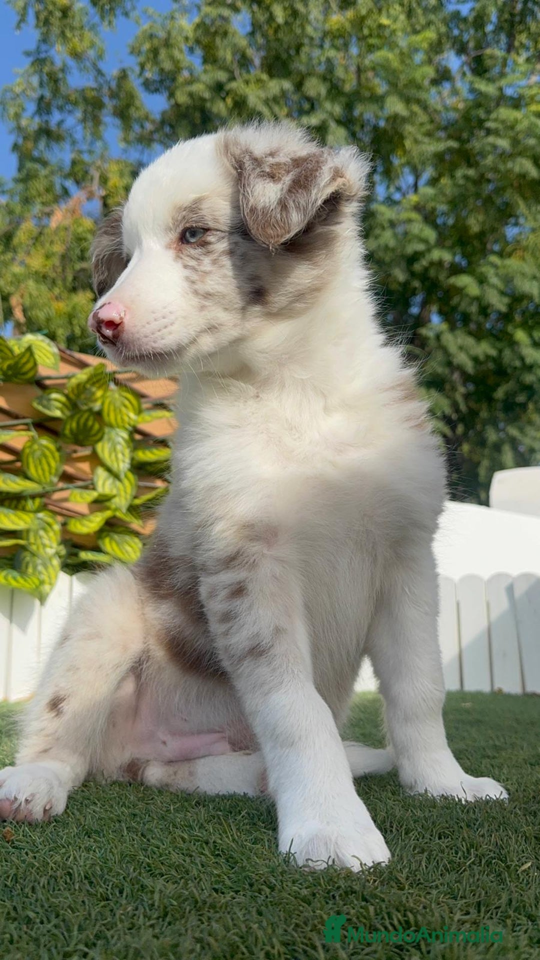 Border Collie perros en venta: BORDER COLLIE CHOCOMERLE - Imagen 25