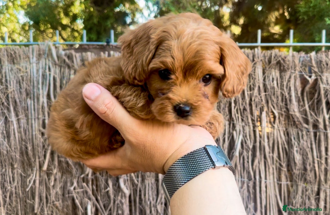 Maltipoo perros en venta: Maltipoo preciosos  - Imagen 3