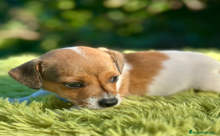 Jack Russell Terrier perros - Anuncio 11