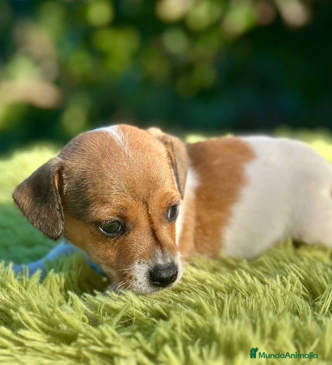 Jack Russell Terrier perros en venta: Jack Russell patita corta  - Imagen 1
