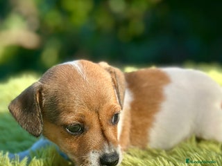 Jack Russell Terrier perros - Anuncio 2