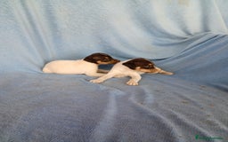 Ratonero Bodeguero Andaluz perros en venta: Bodeguero andaluz  - Imagen 3
