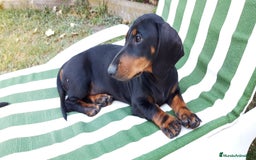 Teckel Miniatura perros en venta: Camada Teckel pelo corto miniatura - Imagen 4