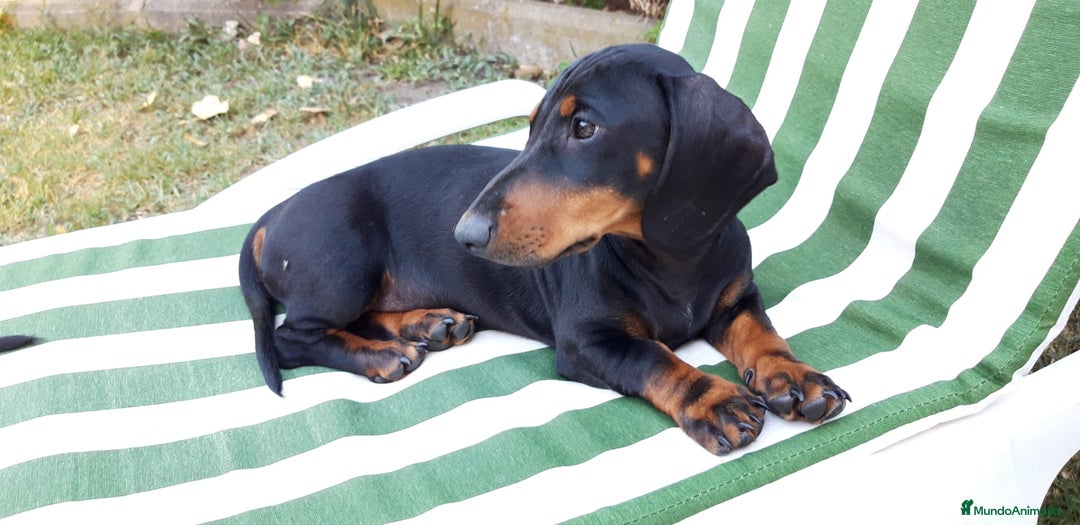 Teckel Miniatura perros en venta: Camada Teckel pelo corto miniatura - Imagen 4