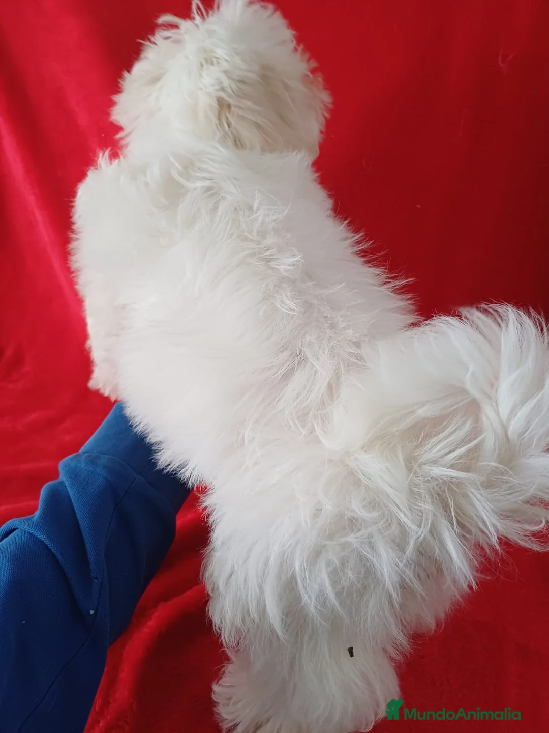 Bichón Maltés perros en venta: Bichon Maltés Americano  - Anuncio 4