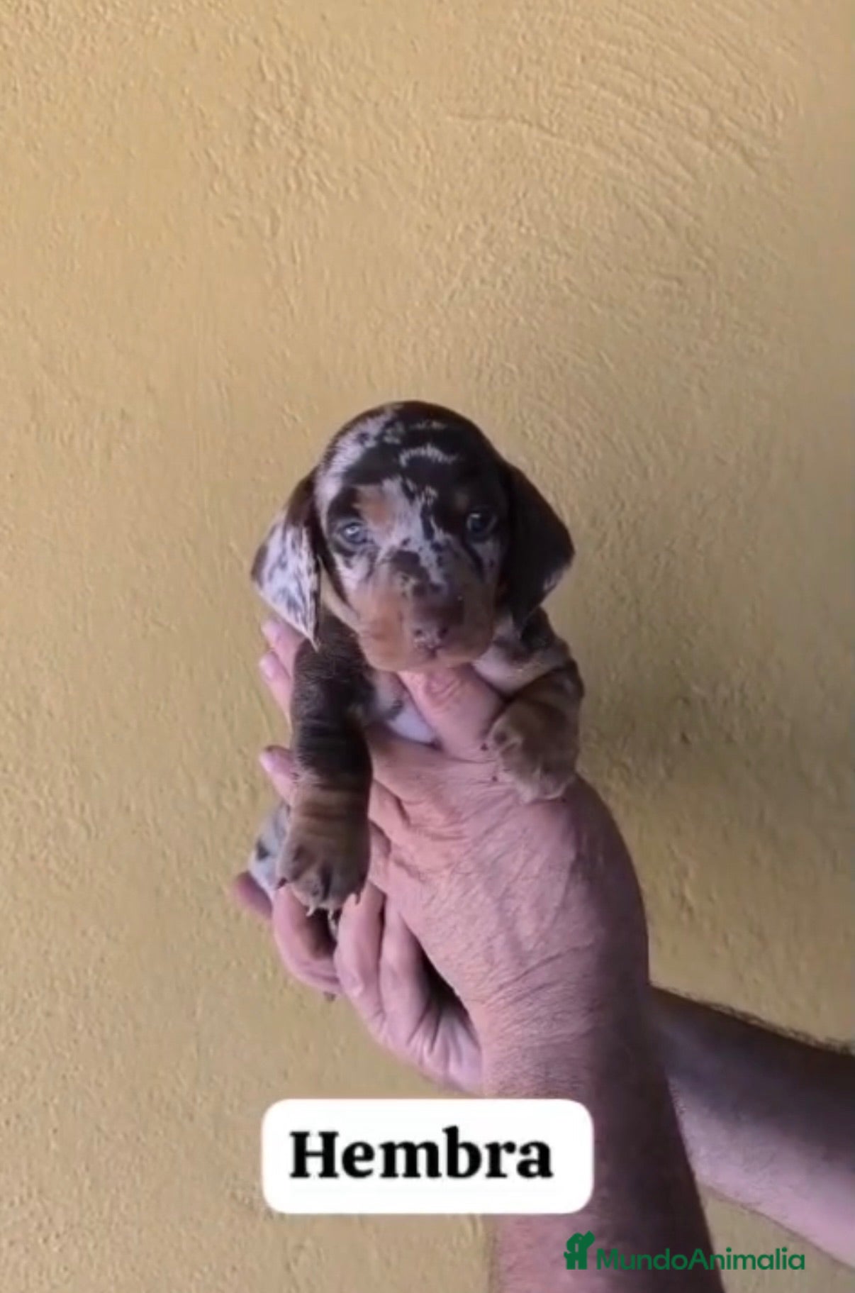 Teckel perros Teckel hembra - Anuncio 2