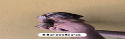 Teckel perros en venta: Teckel hembra - Anuncio 1