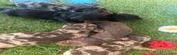 Teckel Miniatura perros en venta: Venta Teckel  - Anuncio 3