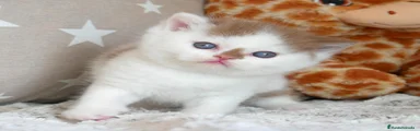 Gatita British Shorthair 