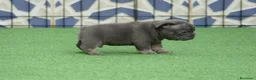 Bulldog Francés perros en venta: Cachorros de Bulldog Frances  - Anuncio 4