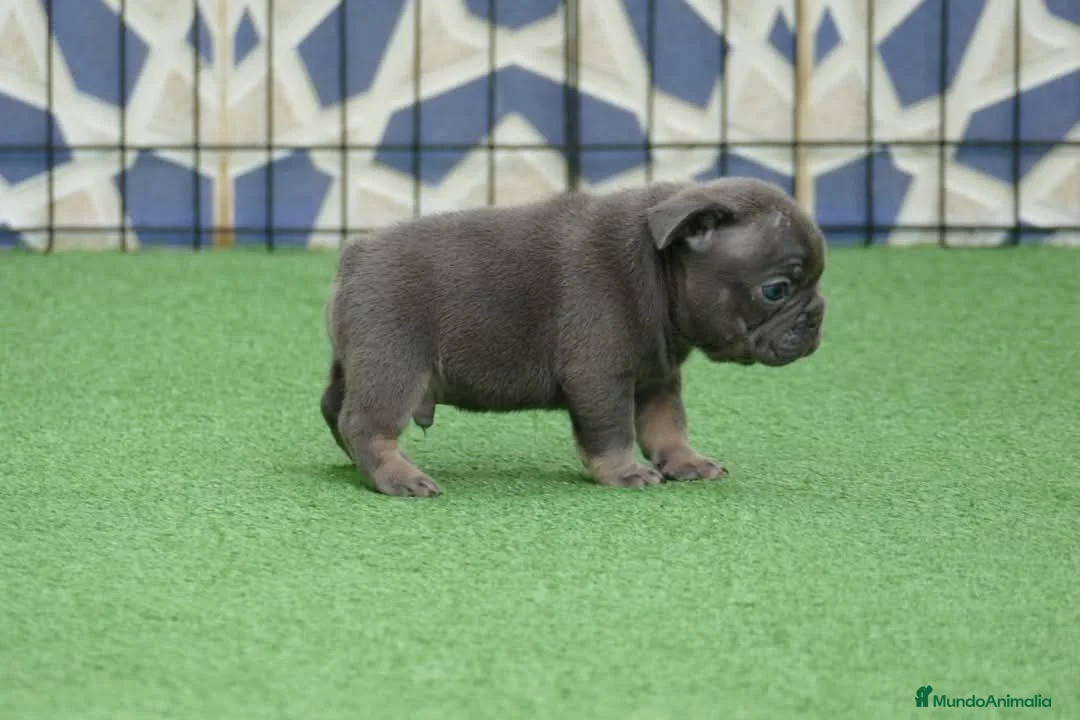 Bulldog Francés perros en venta: Cachorros de Bulldog Frances  - Anuncio 4