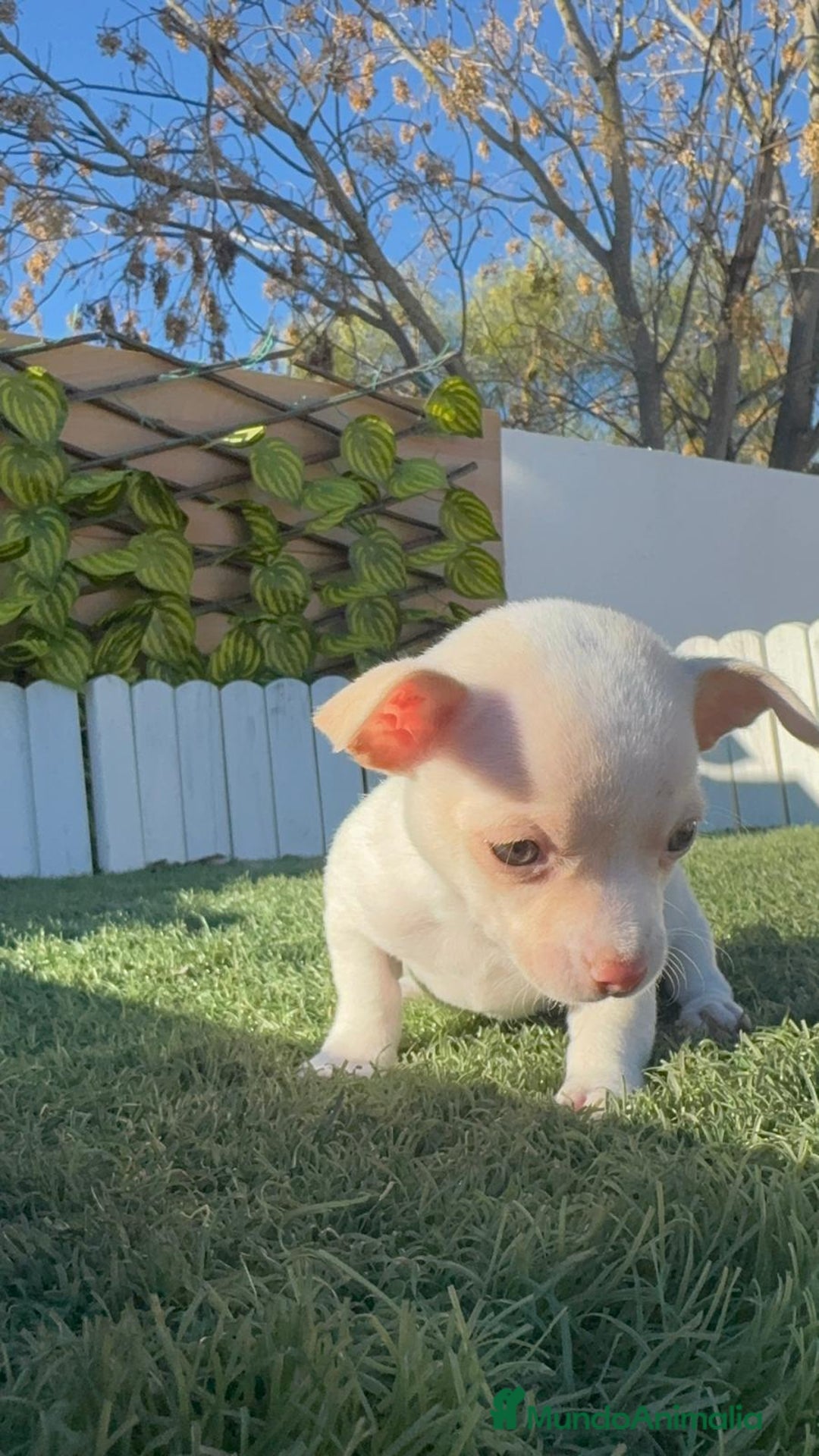 Chihuahua perros en venta: CHIHUAHUA  - Anuncio 31