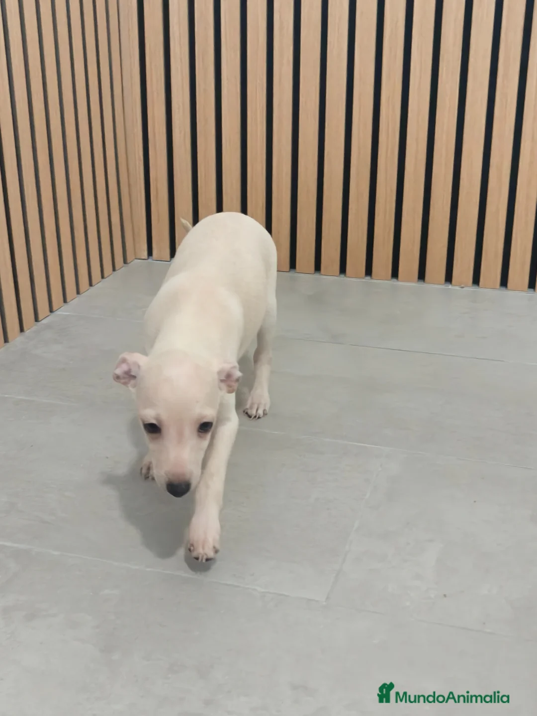 Pequeño Lebrel Italiano perros en venta: Pequeño Lebrel Italiano Piccolo Galgo Italiano  - Anuncio 2