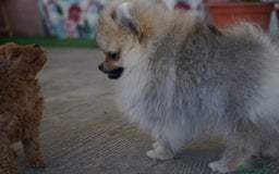 Pomerania perros en venta: 🐾 Sparky – Pomerania marrón mini toy 🍂 - Imagen 8