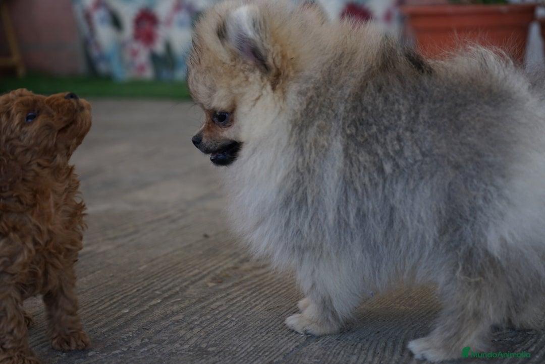 Pomerania perros en venta: 🐾 Sparky – Pomerania marrón mini toy 🍂 - Imagen 8