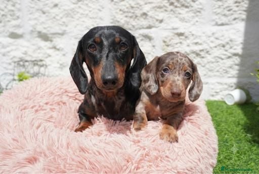 Teckel Miniatura perros Teckel miniatura arlequín  - Anuncio 1