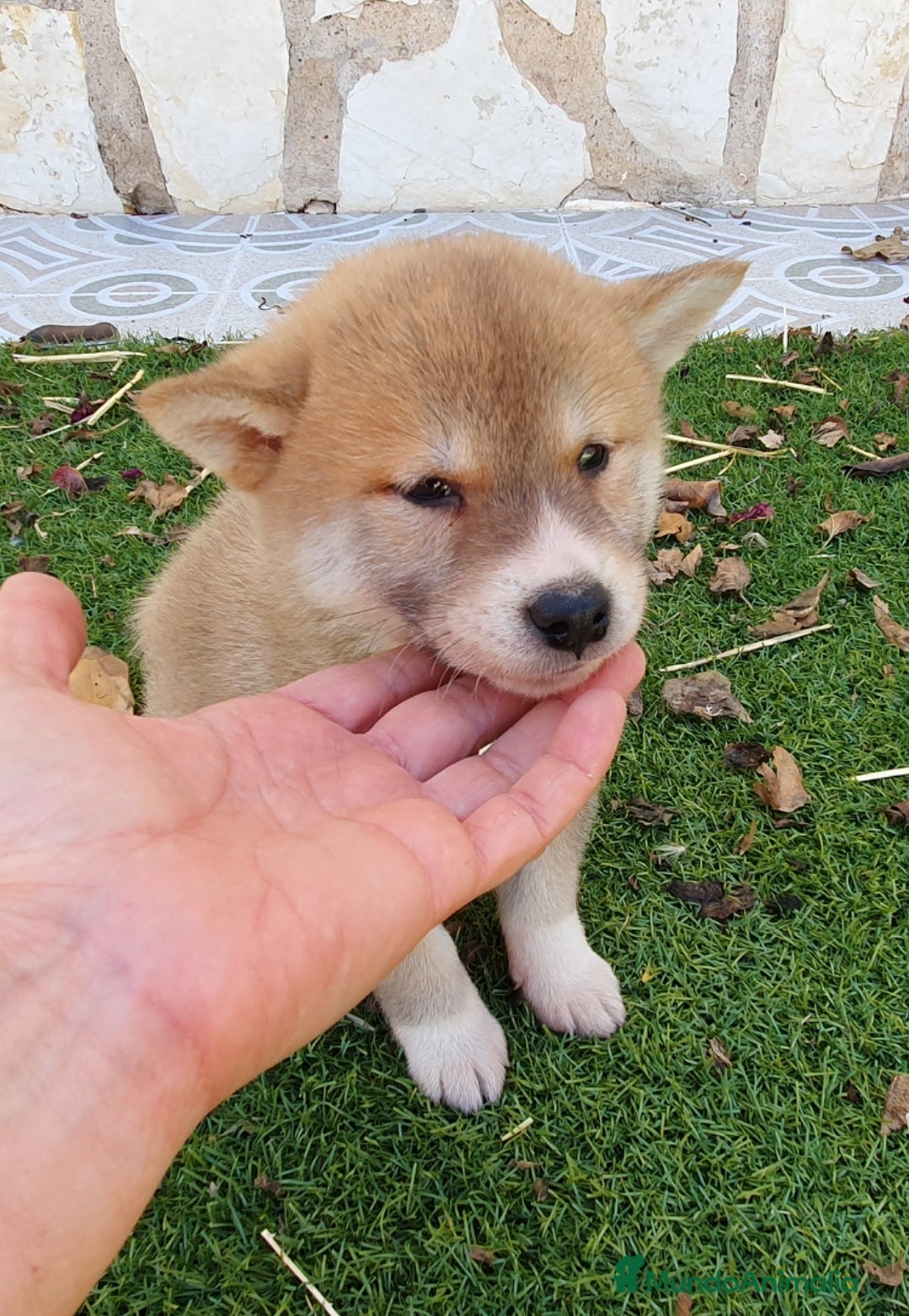 Shiba Inu perros en venta: Shiba Inu Cachorros - Anuncio 3