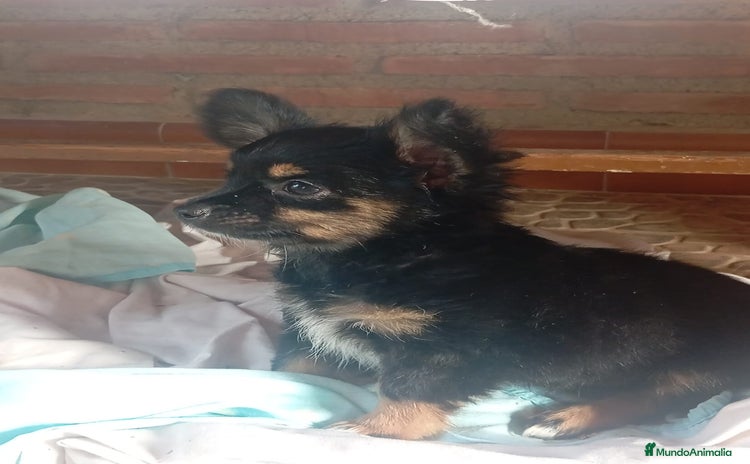 Raza Mixta perros - Anuncio 12