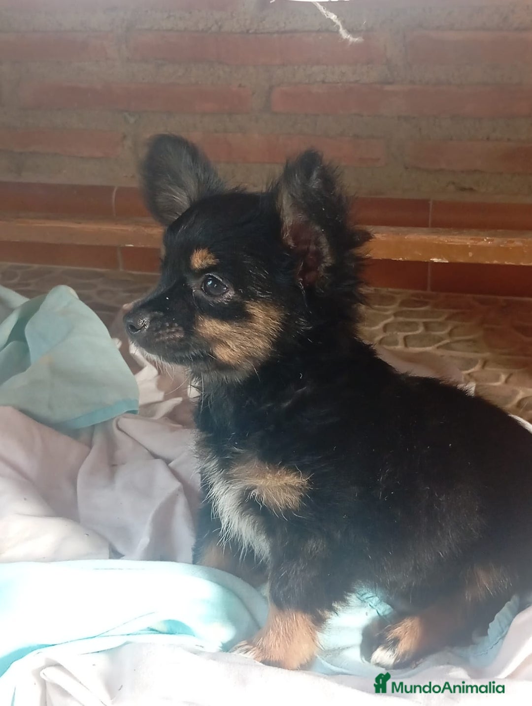 Raza Mixta perros en venta: CAMADA DE YORCHIS  - Imagen 1