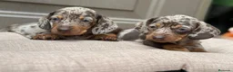 Teckel Miniatura perros en venta: Teckel  mini - Anuncio 3