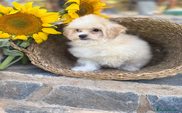 Maltipoo perros - Propaganda 3