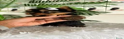 Yorkshire Terrier perros en venta: YORKSHIRE TERRIER - Anuncio 4