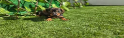 Teckel Miniatura perros en venta: TECKEL MINI - Anuncio 3