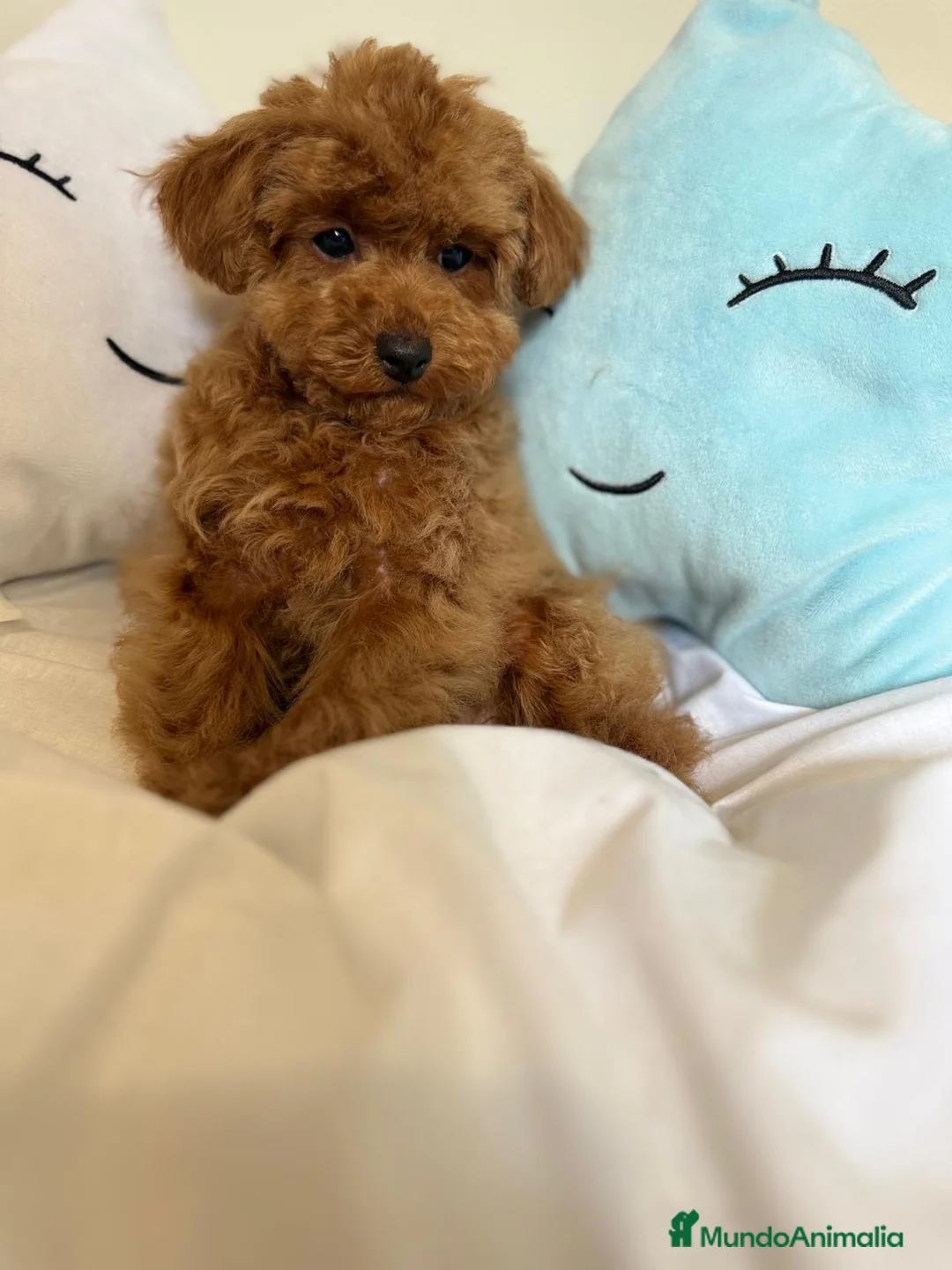 Caniche Toy perros en venta: Caniche Toy fotos actuales tres meses !!! - Anuncio 2