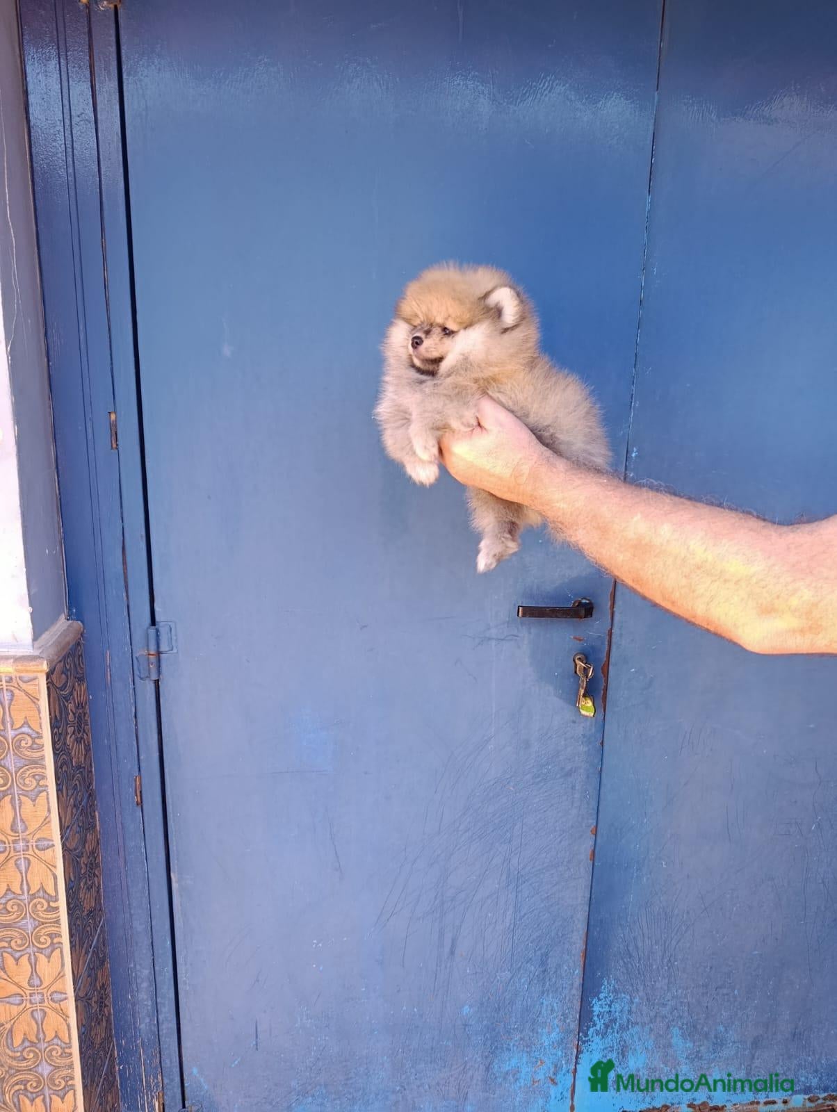 Pomerania perros Pomerania osito macho  - Anuncio 2