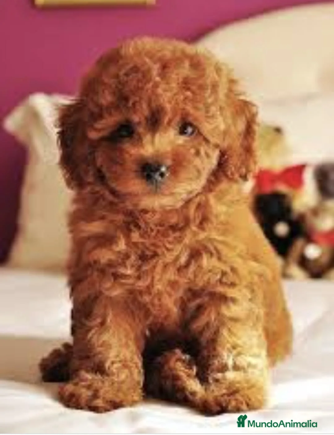 Caniche Toy perros en venta: Caniche toy - Anuncio 1