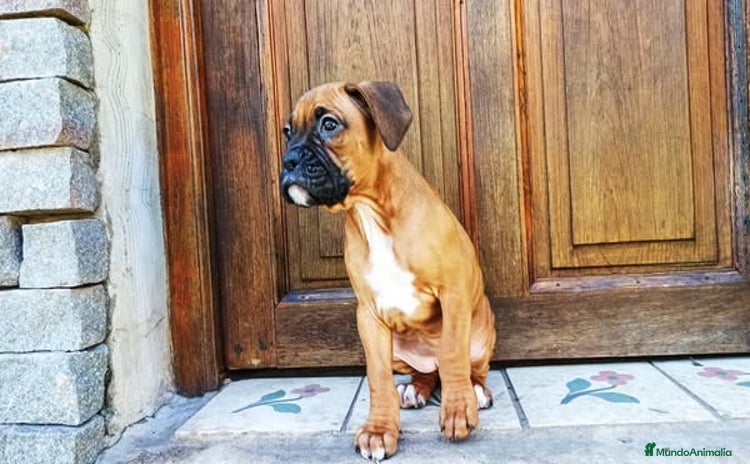 Boxer perros - Anuncio 10