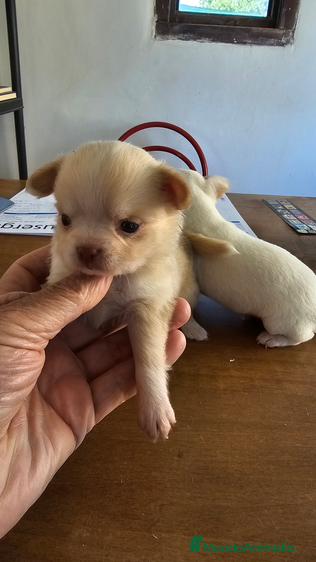 Chihuahua perros en venta:  lindos chihuahuas - Anuncio 2