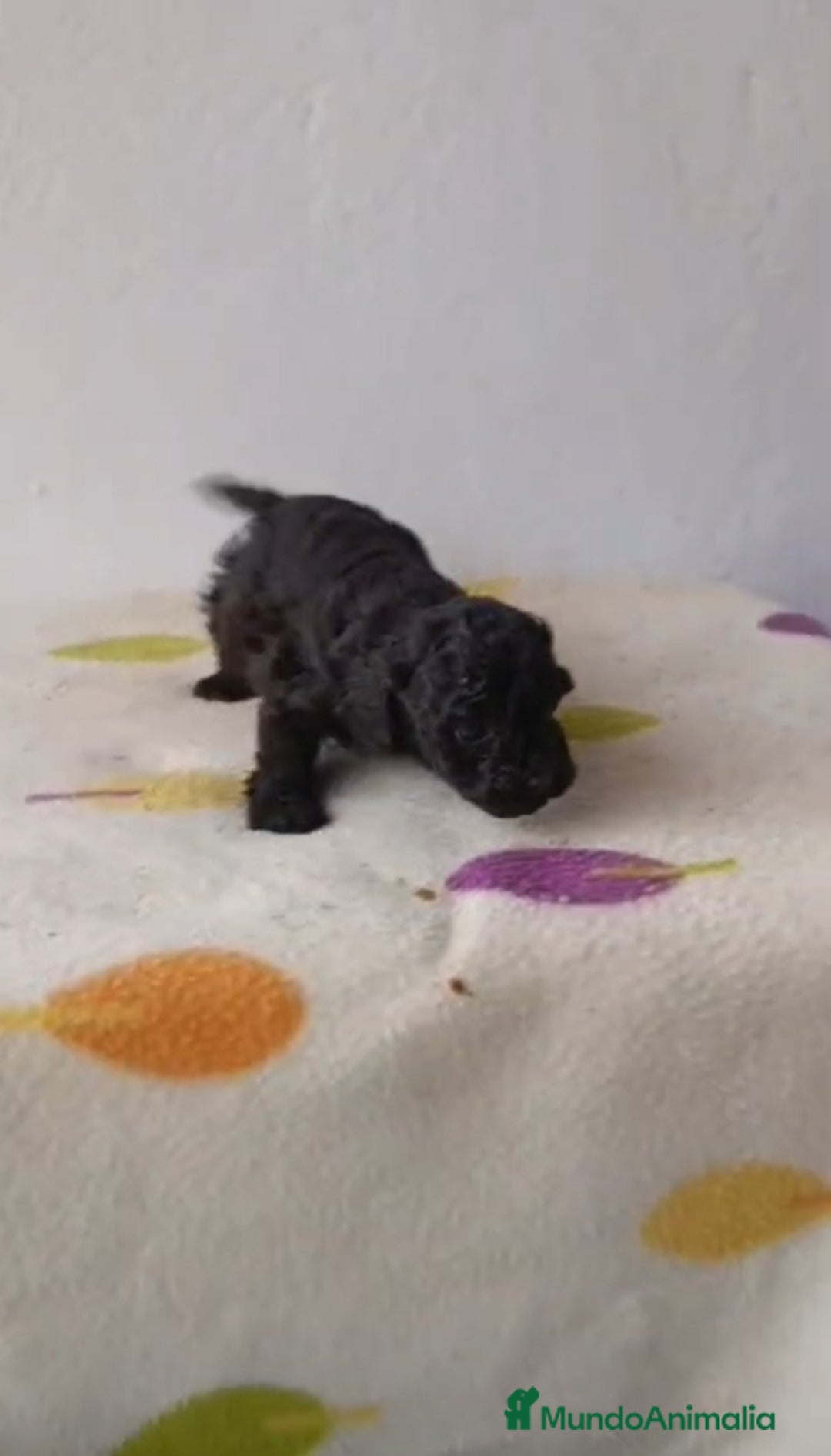 Caniche Toy perros en venta: Caniche toy  - Anuncio 2