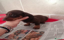 Teckel Miniatura perros en venta: CACHORROS DE TECKEL MINI  - Imagen 9