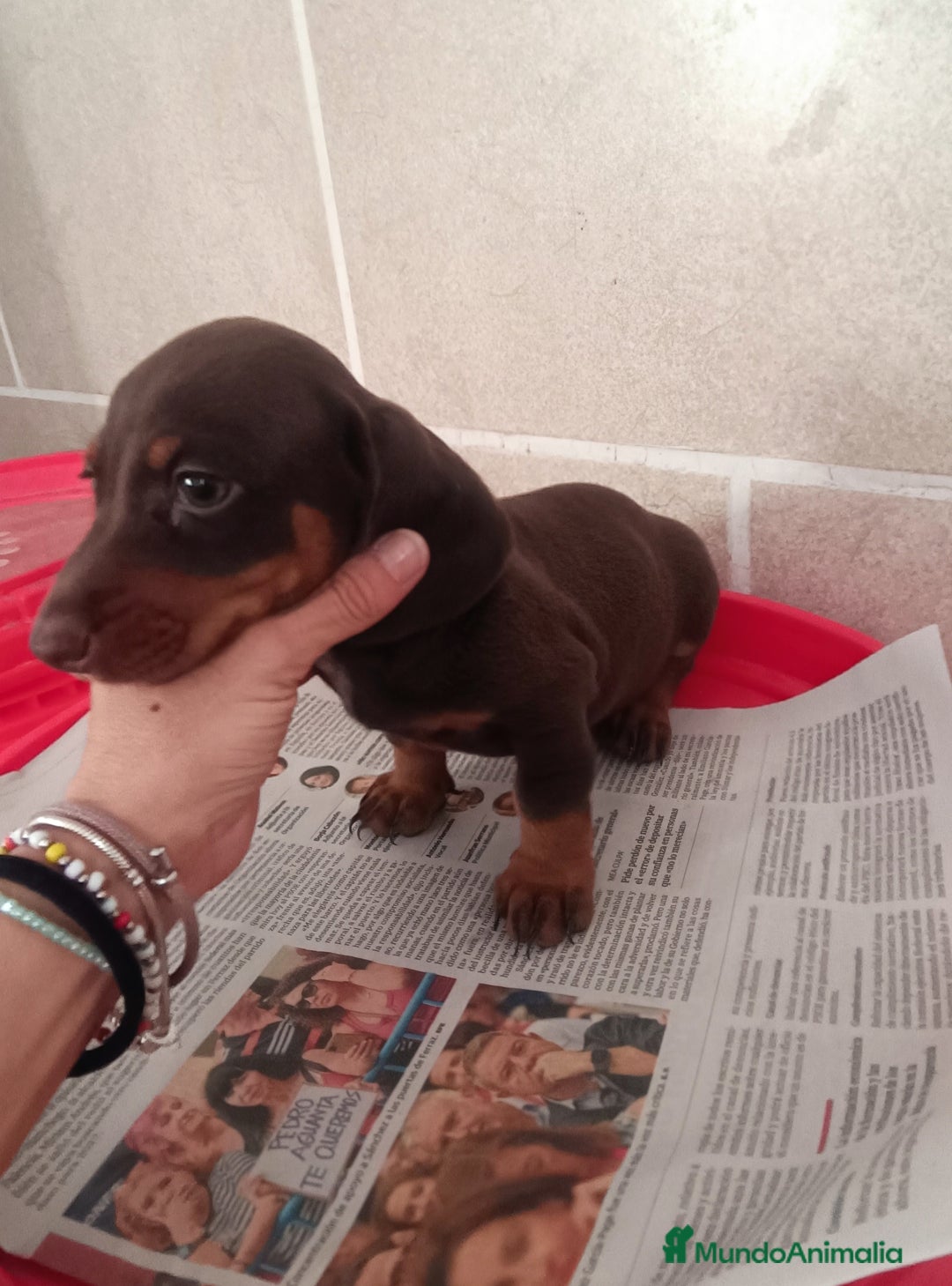 Teckel Miniatura perros en venta: CACHORROS DE TECKEL MINI  - Imagen 9
