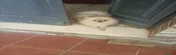 Pomerania perros en venta: Pomerania Macho de calidad  - Anuncio 5