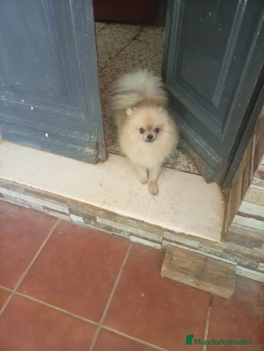 Pomerania perros en venta: Pomerania Macho de calidad  - Anuncio 5