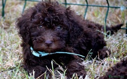 Perro de Agua Español perros en venta: Cachorros perro de agua español - Imagen 30