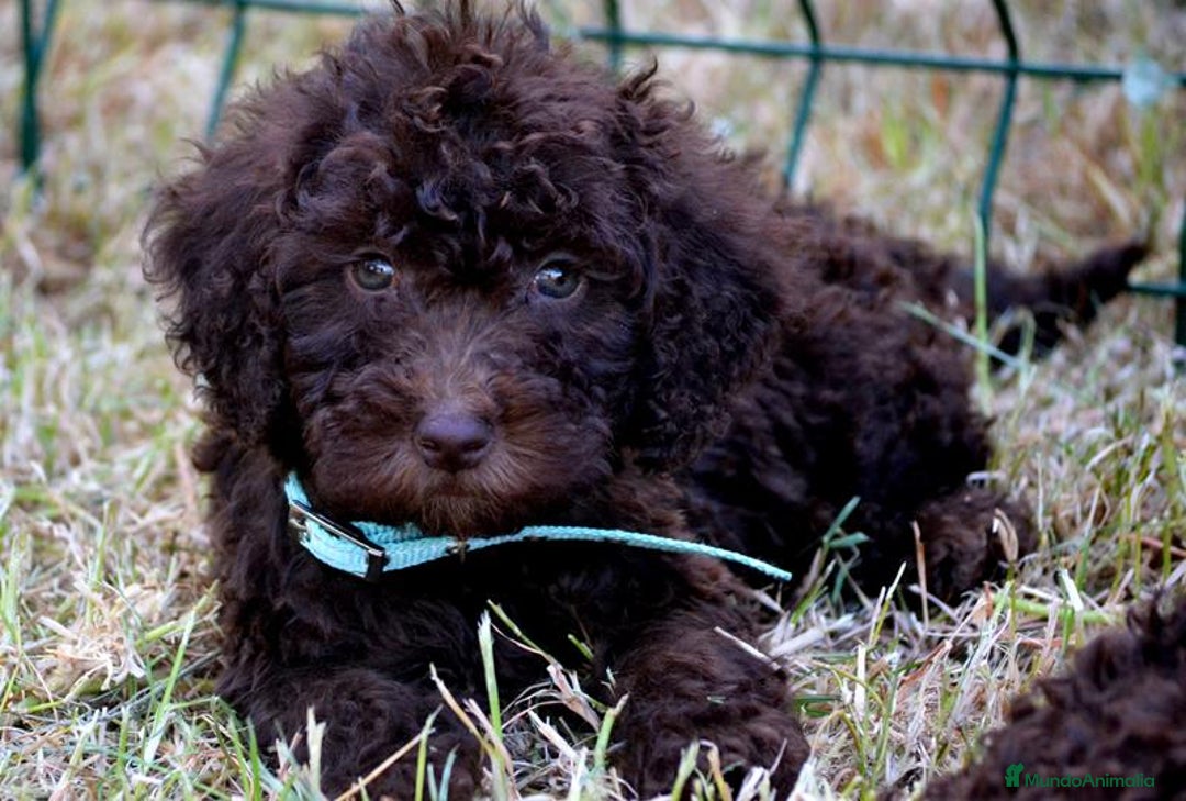 Perro de Agua Español perros en venta: Cachorros perro de agua español - Imagen 30