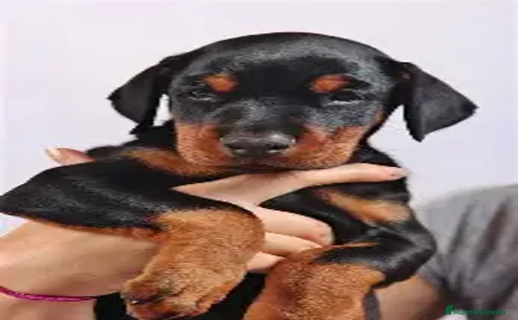 Dobermann perros - Propaganda 6