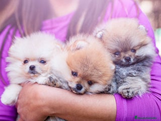 Pomerania perros - Anuncio 39