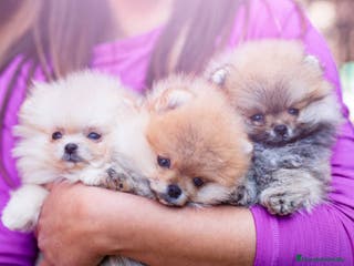 Pomerania perros POMERANIA TODA ESPAÑA - Anuncio 16