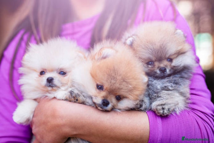 Pomerania perros - Anuncio 16