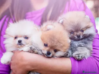 Pomerania perros POMERANIA TODA ESPAÑA - Anuncio 2