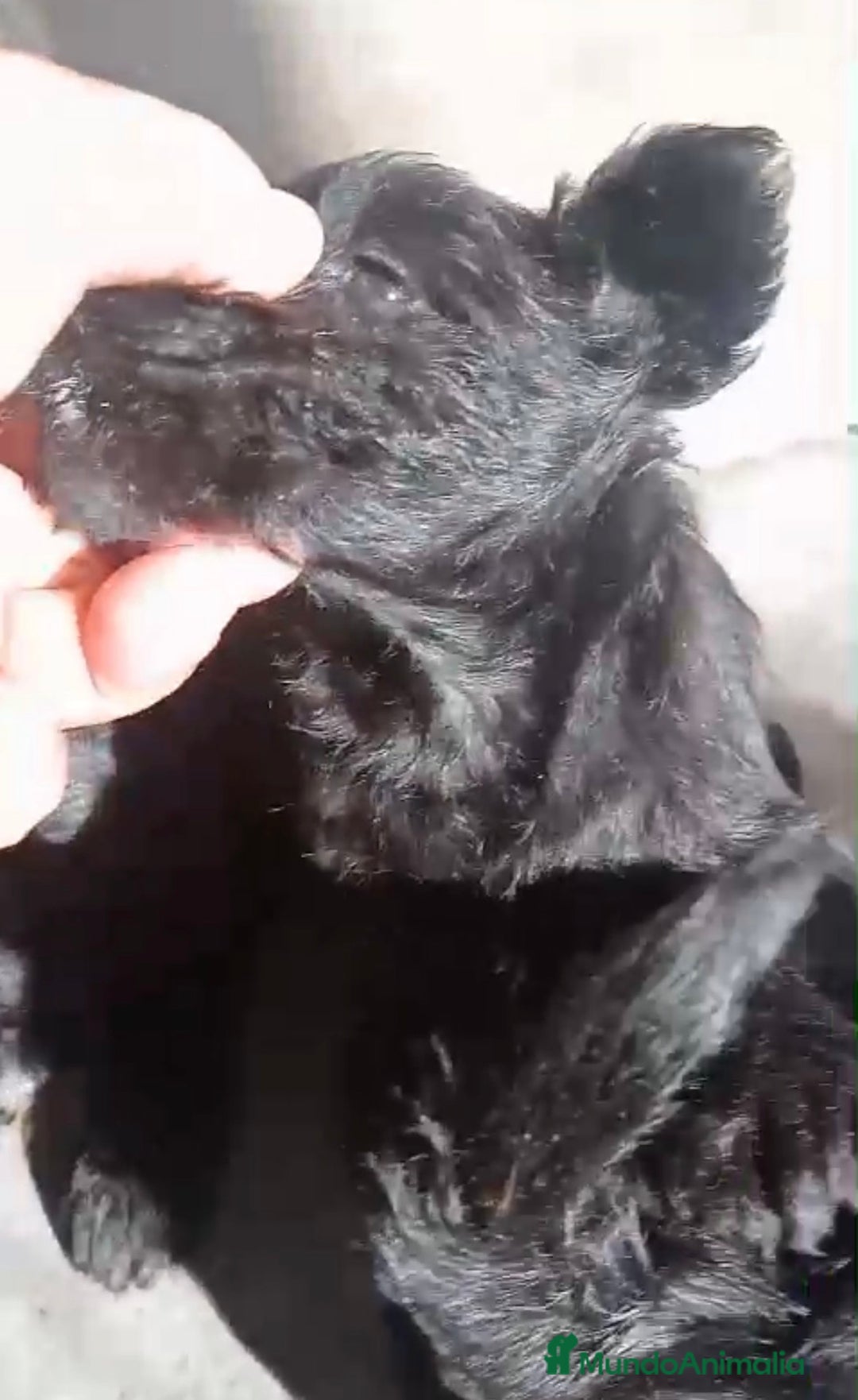 Schnauzer Miniatura perros en venta: Cachorros de Schnauzer miniatura negros  - Anuncio 3