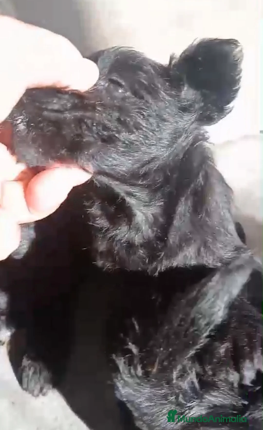Schnauzer Miniatura perros en venta: Cachorros de Schnauzer miniatura negros  - Anuncio 3