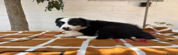 Border Collie perros en venta: Border Collie – Cachorros tranquilos 🐾 - Anuncio 7